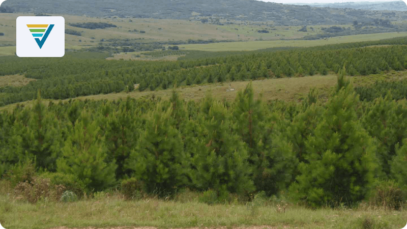 Reforestación de tierra ganadera en Montevideo
